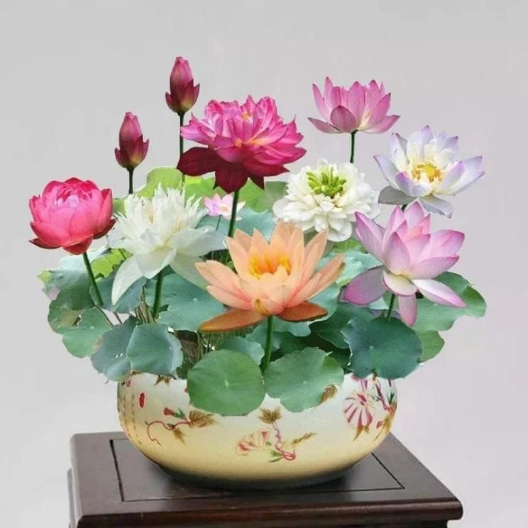 Enchanting Bonsai Lotus Flower Seeds – 20-Piece Pack for Miniature Garden Bliss