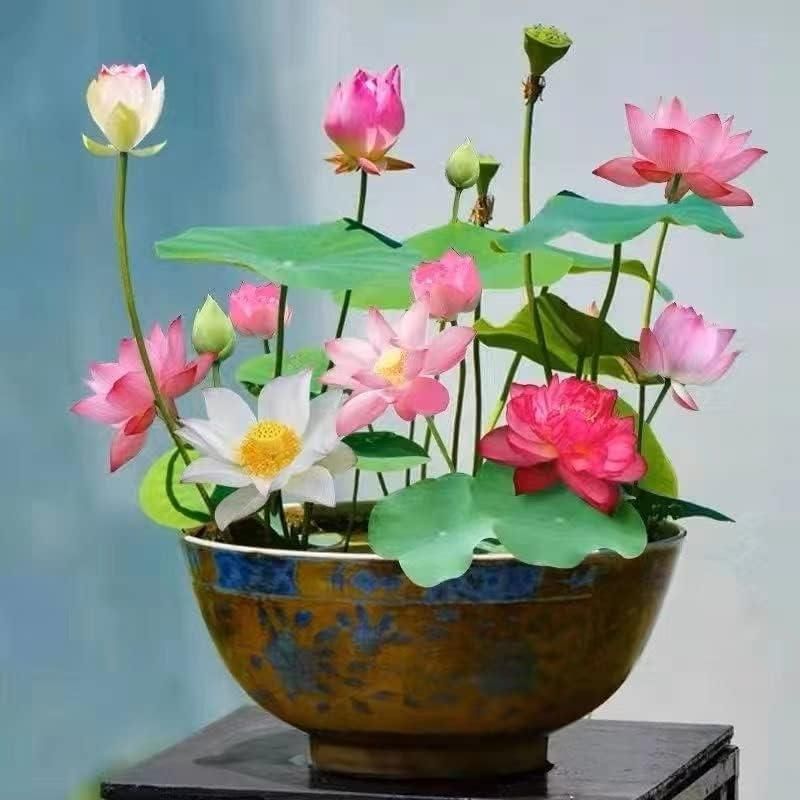Enchanting Bonsai Lotus Flower Seeds – 20-Piece Pack for Miniature Garden Bliss