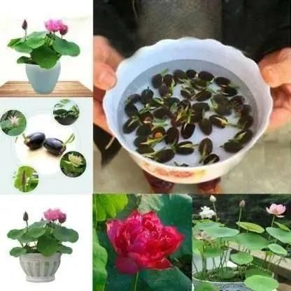 Enchanting Bonsai Lotus Flower Seeds – 20-Piece Pack for Miniature Garden Bliss
