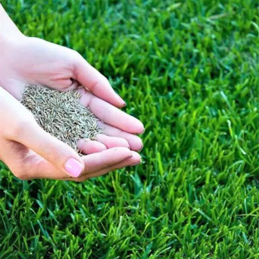 Premium Hybrid Grass Seeds – 100+ Fresh Seeds for Lush Home Lawns & Farmhouse Gardens (Pack of 1)