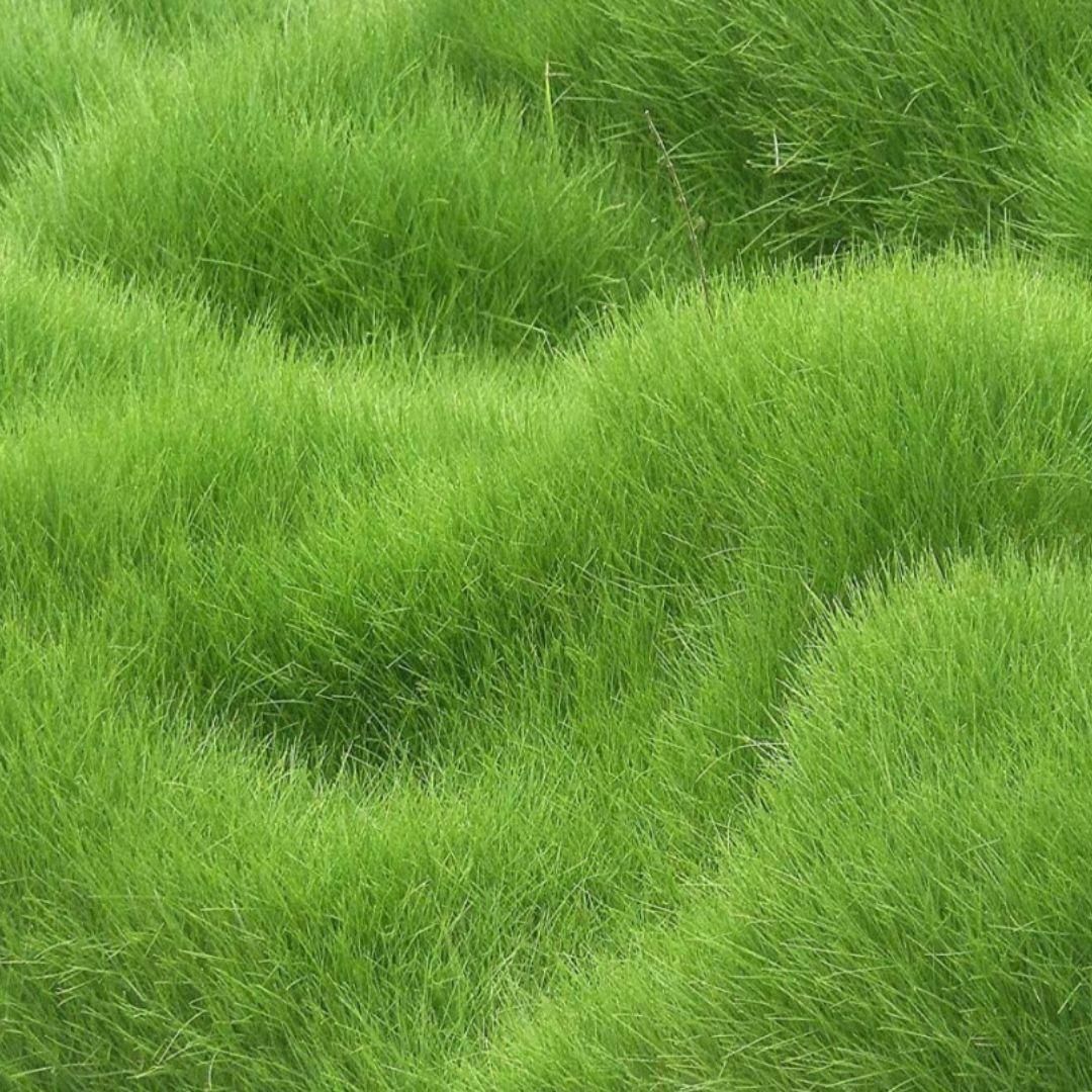 Premium Hybrid Grass Seeds – 100+ Fresh Seeds for Lush Home Lawns & Farmhouse Gardens (Pack of 1)