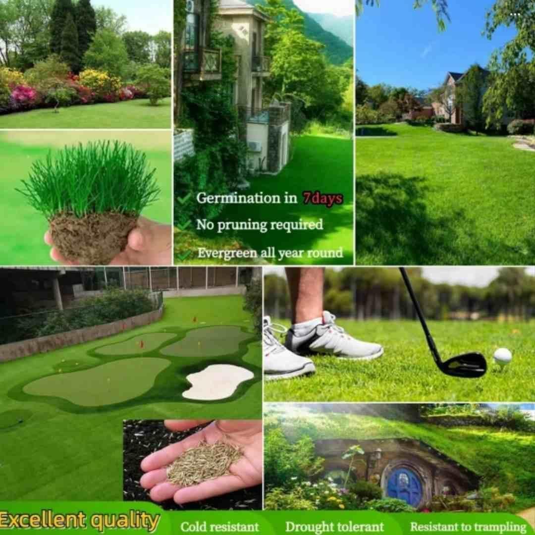 Premium Hybrid Grass Seeds – 100+ Fresh Seeds for Lush Home Lawns & Farmhouse Gardens (Pack of 1)